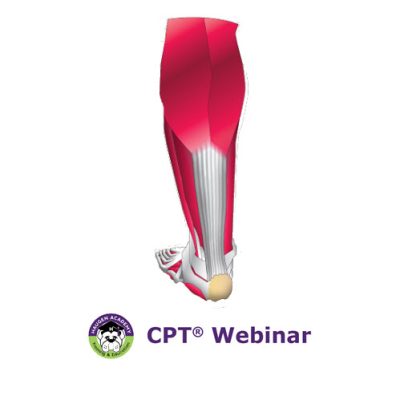 Foot and Ankle Repair Coding: Taking Steps toward Success