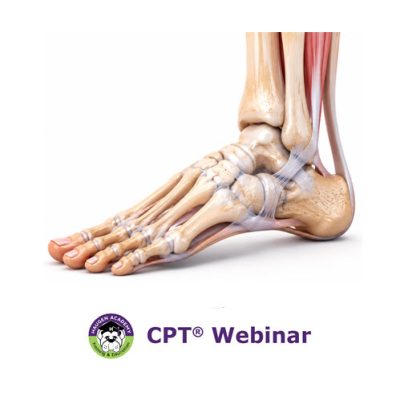Foot and Ankle Repair Coding webinar image. Anatomical image of the human foot.